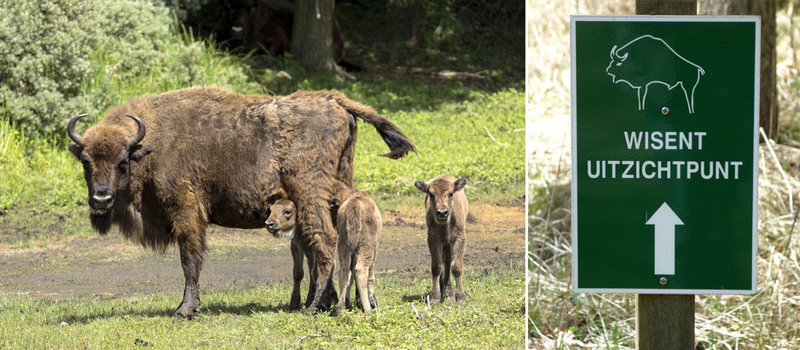 Żubry w Parku Narodowym Zuid-Kennemerland