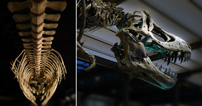 Muzeum Nauk Przyrodniczych w Brukseli