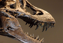 Największe w Europie muzeum dinozaurów w Brukseli