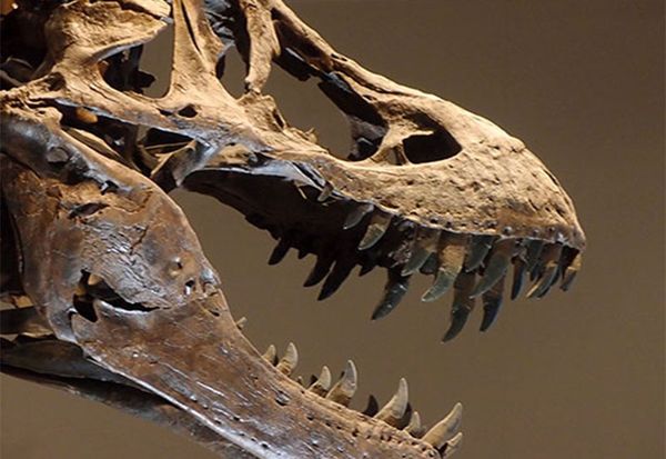 Największe w Europie muzeum dinozaurów w Brukseli