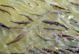 Cudowne wydarzenia w Holandii