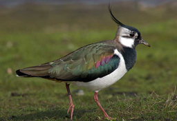 Czajka - czyli wiosenne emocje Holendrów