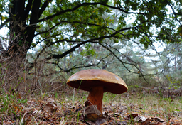 Czy wolno zbierać grzyby w Holandii?