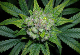 Daremna i bezsensowna wojna z narkotykami