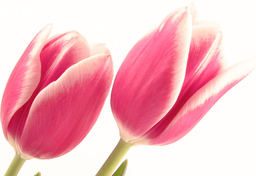 Dzień Kobiet w Holandii? To święto feministek