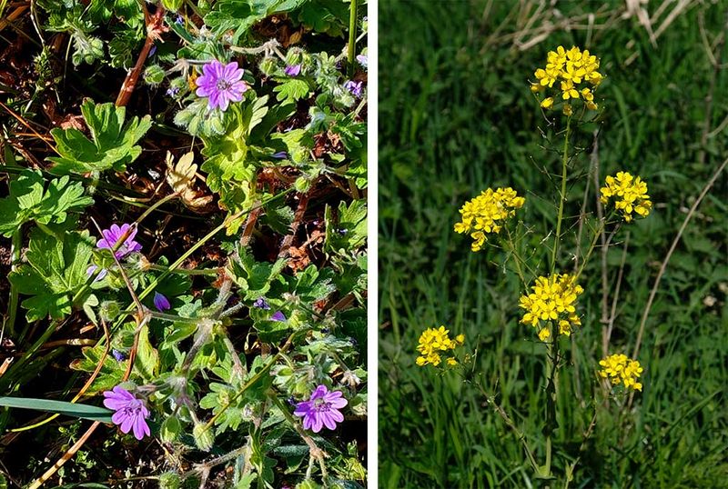 Bodziszek geranium i dziki rzepak 