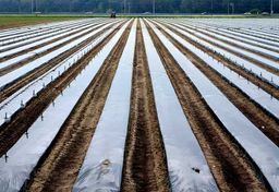 Holandia eksportowym gigantem warzyw