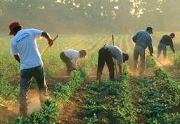 Migranci zarobkowi czyli jak każdy dąży do lepszego życia