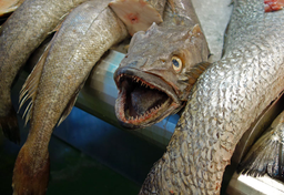 Farmy rybne zastąpiły rybaków