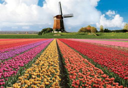 Festiwal tulipanów Keukenhof