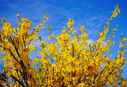 Forsycja ogłasza wiosnę w Europie