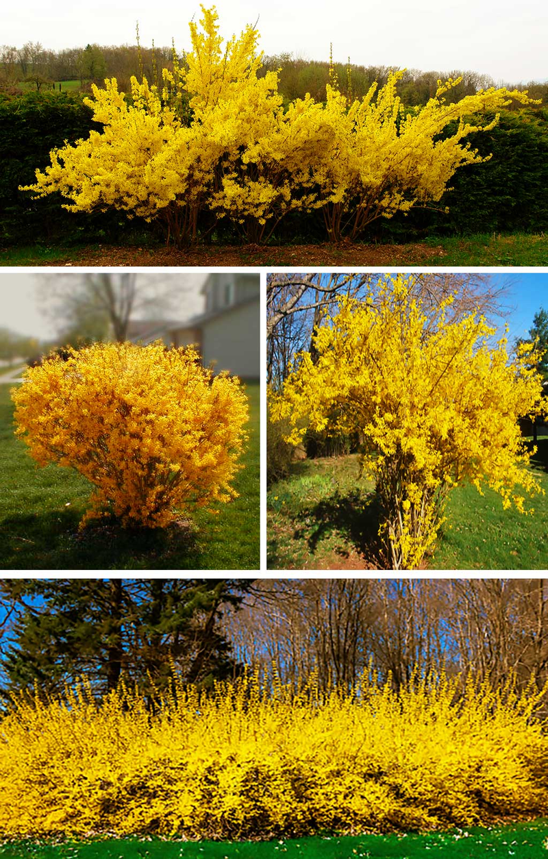 Forsycja - pierwszy zwiastun wiosny