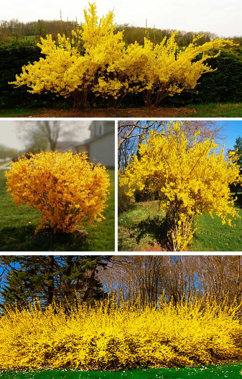 Forsycja - pierwszy zwiastun wiosny