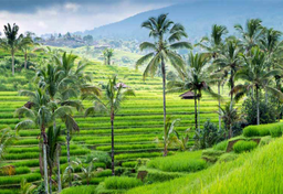 Wojna o niepodległość holenderskiej Indonezji