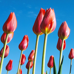 Holenderska tożsamość narodowa