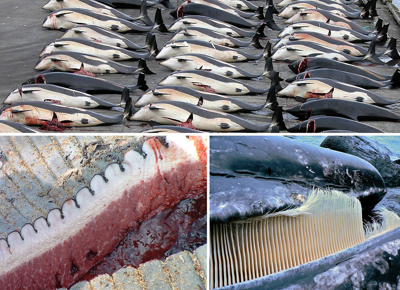 korzyści z wieloryba