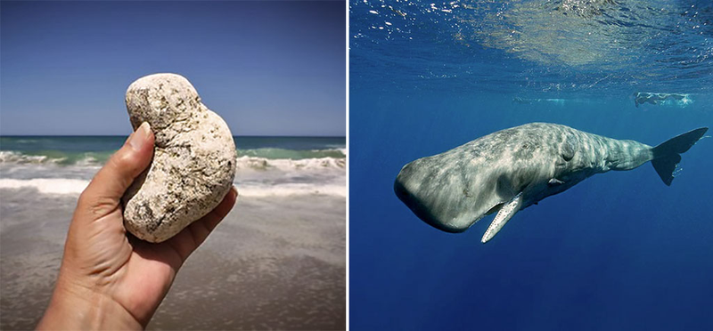 Ambra - skarb kaszalota