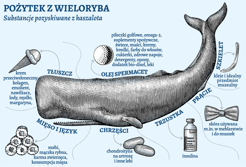 co się produkuje z wieloryba