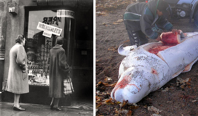 Holenderskie wielorybnictwo Spitsbergen