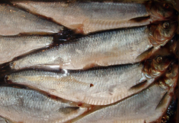 Jak się Polacy uczyli śledzie łowić