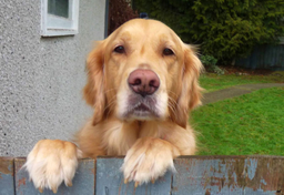 Jak zostałem pobity przez Holendra