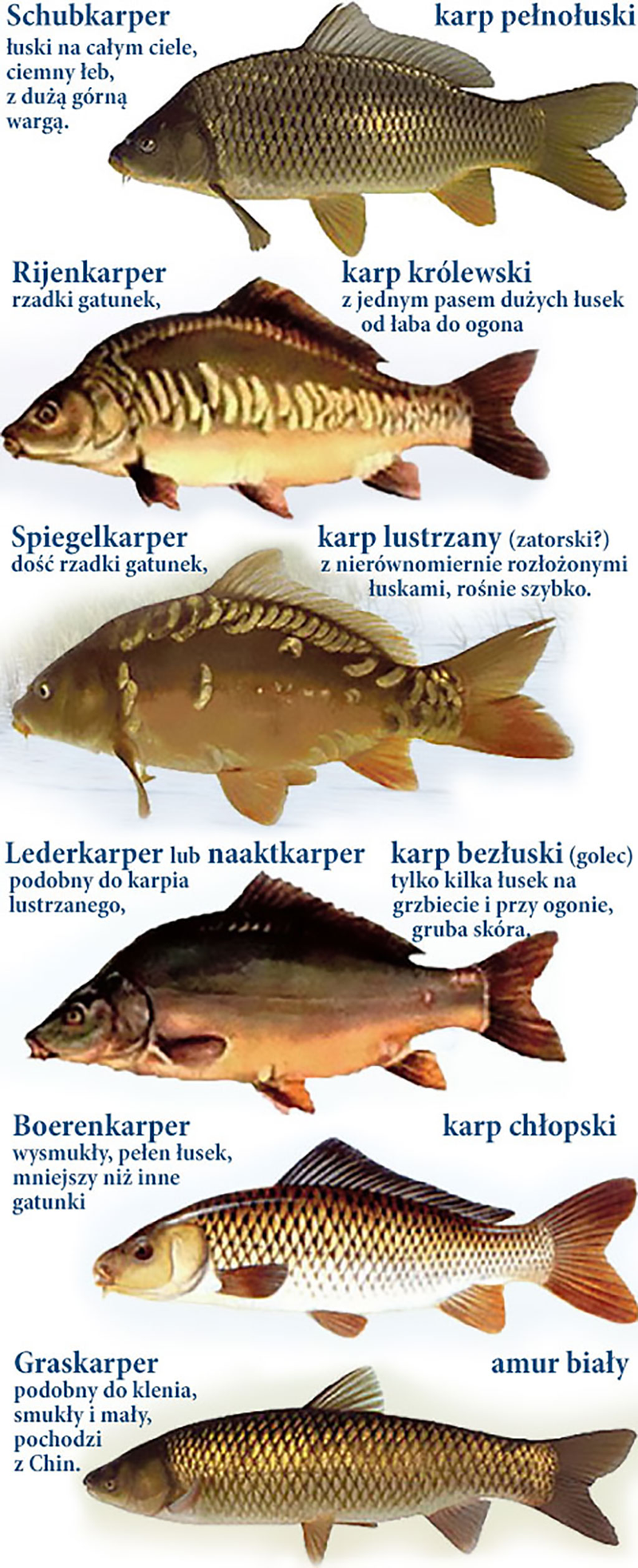 Karp w Holandii