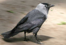 Holenderskie ptaki I