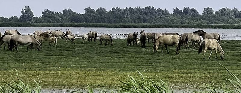 Konik polski w Holandii.
