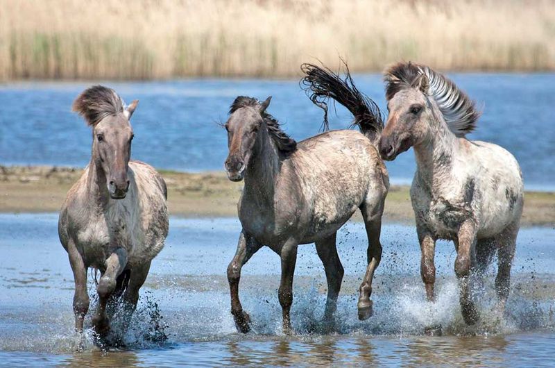 Konik polski w Holandii