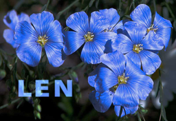 Wspaniałe właściwości lnu