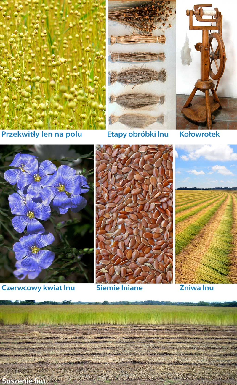 Len i jego fazy użycia