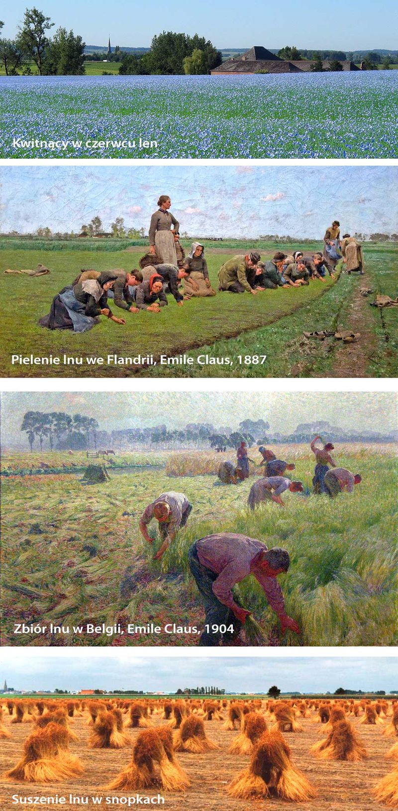 Len na polu