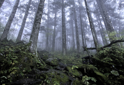 Leśny portal społecznościowy