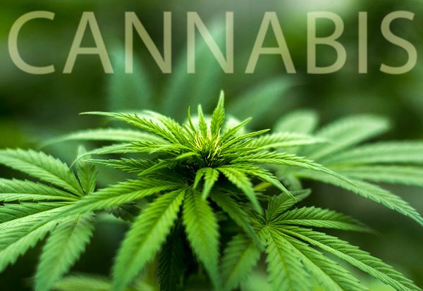 Marihuana - zielone złoto Holandii