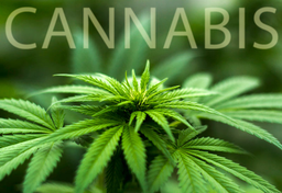 Marihuana - zielone złoto Holandii