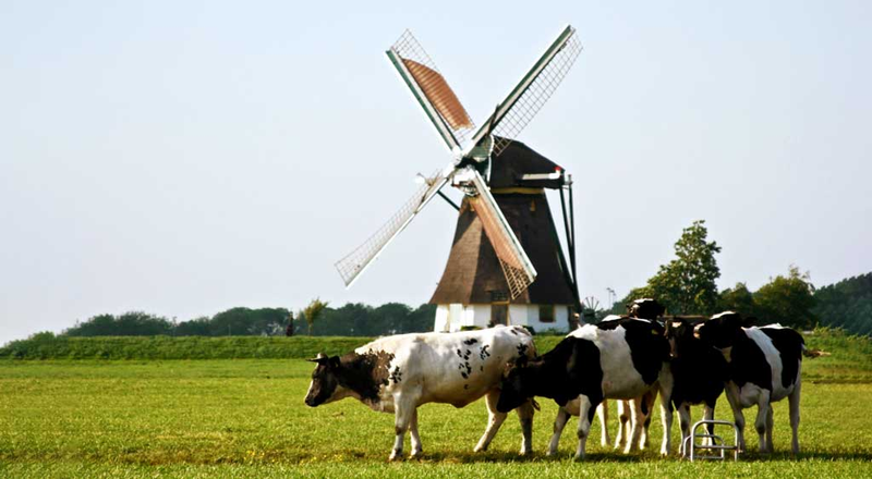 Holenderskie sery