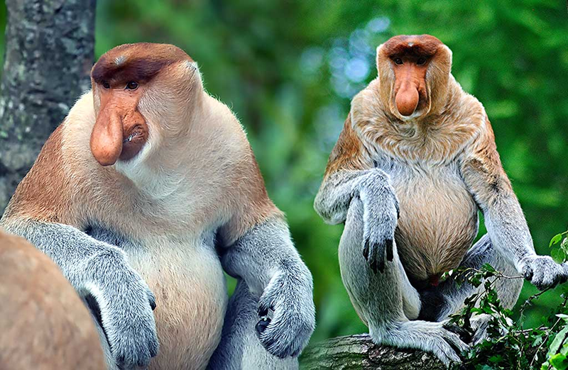 Małpa nosacz z Borneo