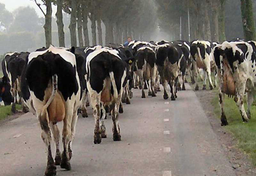 Co Holender mówi o sobie?