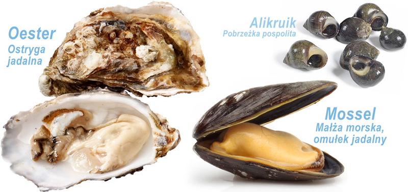 mule z morza Północnego