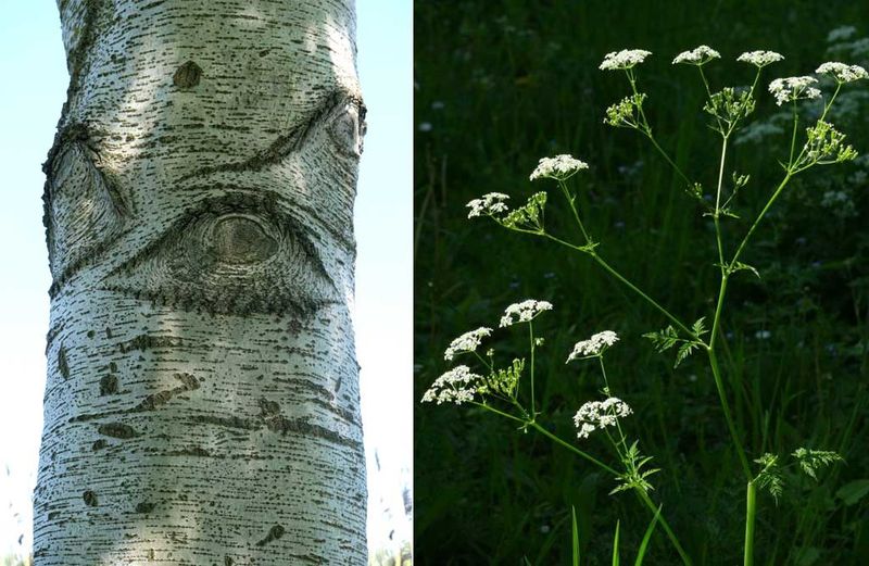 osika i trubula lesna, marchewnik