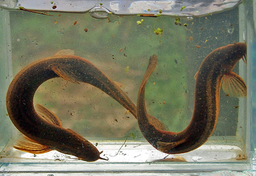 Piskorz meteorologiczny