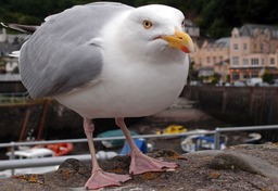 Polska kiełbasa nad Atlantykiem