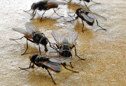 Polska widziana z Zachodu w 2017