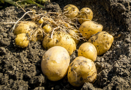 Potęga ziemniaka w Europie