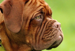 Psy rasowe - lista wynaturzonych