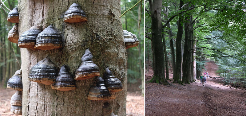 trasa pieszej wędrówki po parku narodowym