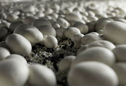 Sprawiedliwe pieczarki w polskiej konstrukcji