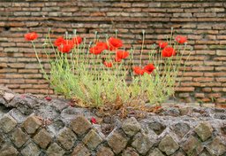 Cegła postępu cywilizacyjnego