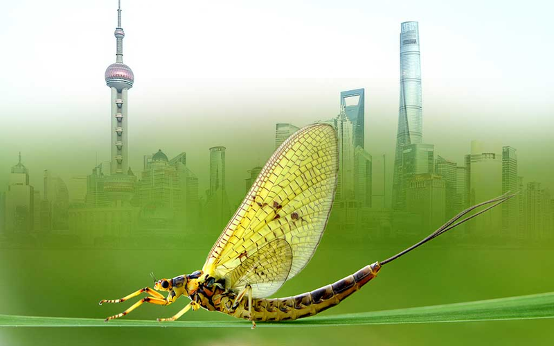 świat oczami jętki