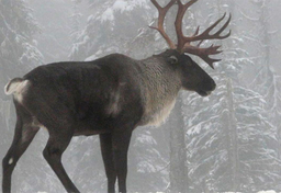 Świąteczna opowieść 2009